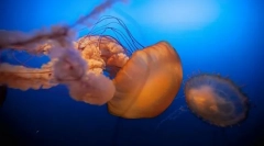 Kto a ako sa nazýva deti v mori?