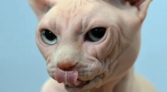 Mačka vypadne alebo rozbije fúzy: čo domáce zviera ohrozuje príznak