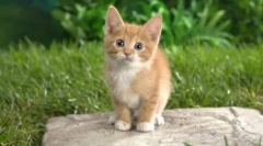 Killer červami: dronal pre camp