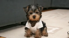 Starostlivosť o yorks