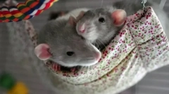 Starostlivosť a obsah dekoratívnych myší doma