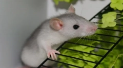 Starostlivosť a údržba domáceho dekoratívneho potkana