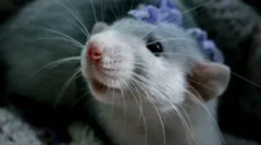 Starostlivosť a údržba domácich dekoratívnych potkanov