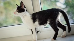 Starostlivosť o vyčerpanú mačku