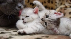 Ošetrovateľská mačka a mačiatka