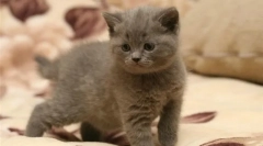 Starostlivosť o mačiatko