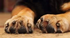 Starostlivosť o labky