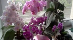 Orchid starostlivosť