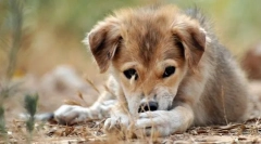 Starostlivosť o šteniatko