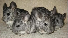 Starostlivosť o chinchila