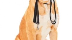 Starostlivosť o psa