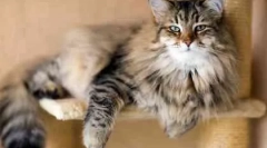 Starostlivosť o dospelú mačku