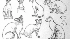 Ukrajinská levka - exotické domáce zviera