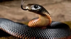 Uhryznutie jedovatého hada a pomoc obeti