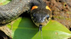 Uhryznúť nadovitický had