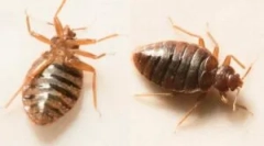 Slepí uhryznutie na telo dieťaťa