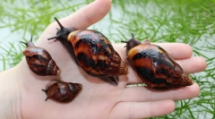 Akhatina slimákov ako užitočné a čo poškodenie človeka