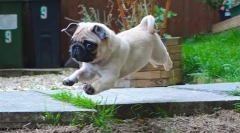 Ups, pug: najzábavnejšie foto a video
