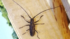 Usachi, obilniny a jadrá