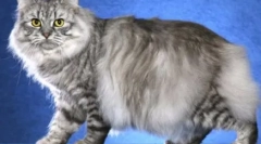 Fúzy-pruhované: domáce mačky s tabby color