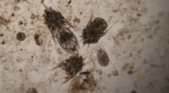 Ušnosť mačky tick: prehľad najobľúbenejších kvapôčok