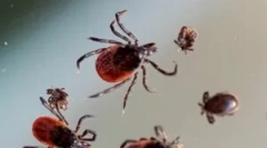 Podmienky pre prežitie kliešťov v zime