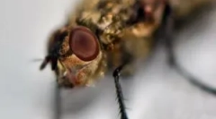 Eliminácia edému a svrbenia po midge bite