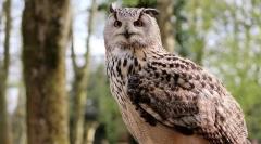 Aký je rozdiel medzi sovmi z filín