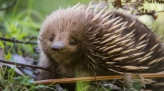 Čo je to tajomstvo echidu?