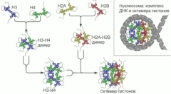 V genómach cicavcov našli stovky predtým neznámych génov