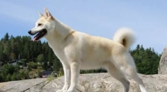 V ktorej krajine bol pes prezidentom a je to pravda