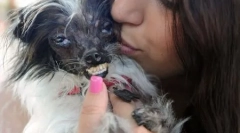 Hospodárska súťaž medzi väčšinou škaredí psov sa konala v kalifornii (12 fotografií)