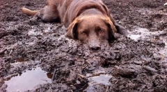 Falling in fatal a fekes