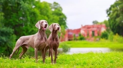 Weimaraner (foto): najlepší priateľ skutočného lovca