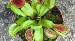 Veinelory mukholovka - kvet, ktorý jedol hmyz