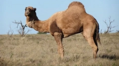 Camel-dromedar