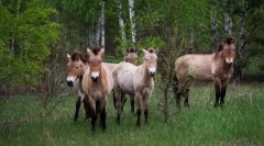 Vrátenie sa do života: zvieratá, ktorí boli považovaní za vyhynutí, a potom sa našli