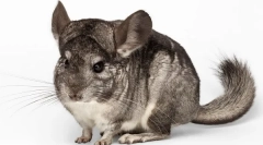 Hmotnosť a veľkosť činčivej, vývojová tabuľka pre mesiace