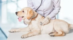 Veterinárna kontrola