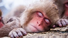 Zvieratá vidia sny?