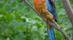 Typy domácich papagájov strednej veľkosti