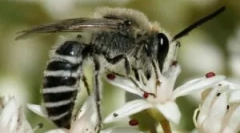 Druhy a životný štýl divokých včiel