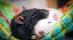 Typy a plemená potkanov