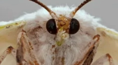 Typy a fázy vývoja morov