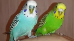 Typy kliešťov vo vlnných papagájoch