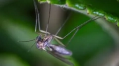 Typy komárov a biotopov