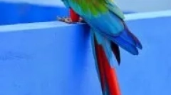 Typy veľkých papagájov