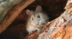 Typy myší v prírode