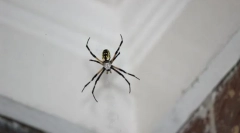 Typy pavúkov penetračné domy alebo byt