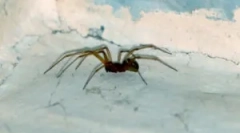 Druhy pavúkov žijúcich doma